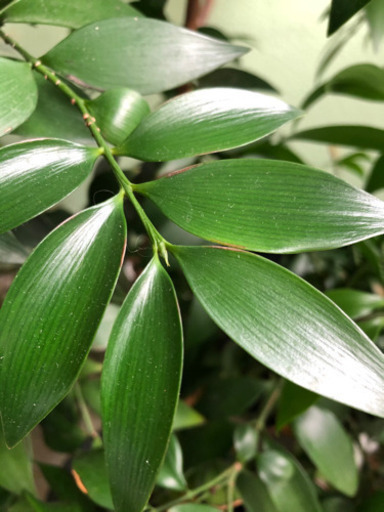 ナギの木　2本植え　　　　常緑、縁起の良い木です。
