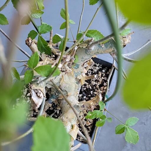 Commiphora Holtziana 【公式通販】
