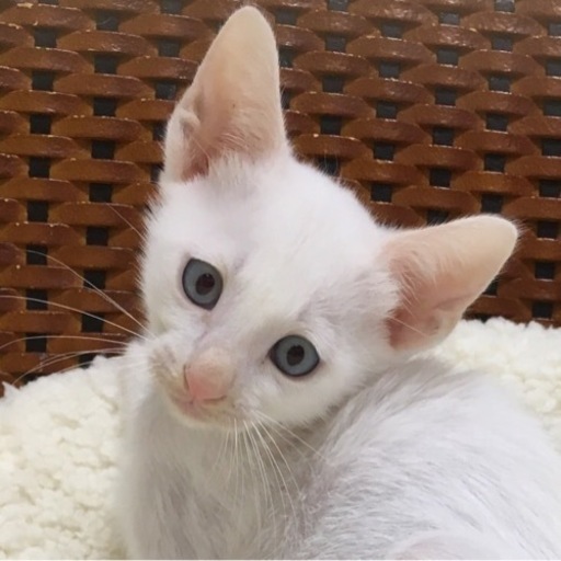 可愛い子猫 成猫里親募集してます ファブル 水道町の猫の里親募集 ジモティー