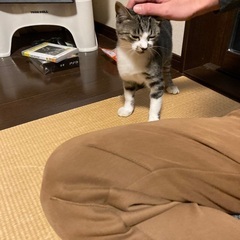 可愛い子猫くん！