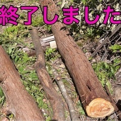 ⑶ 大木　丸太【無料】伐採  お引取り！50キロまでOK