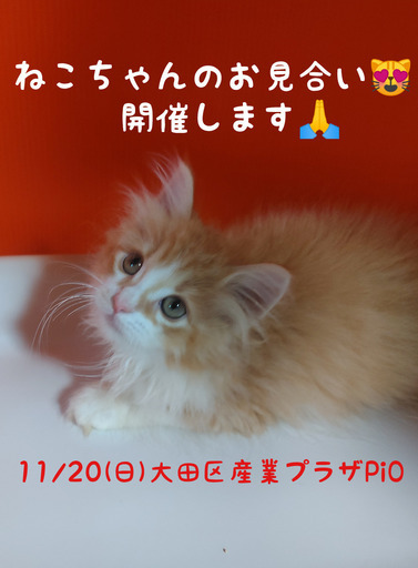 ねこちゃん達のお見合い 譲渡会 里親会 フェアリーたま 蒲田の展示会のイベント参加者募集 無料掲載の掲示板 ジモティー ねこちゃん達のお見合い 譲渡会 里親会 フェアリーたま 蒲田の展示会のイベント参加者募集 無料掲載の掲示板 ジモティー
