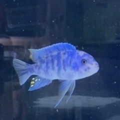 アフリカンシクリッドの中古が安い 激安で譲ります 無料であげます ジモティー