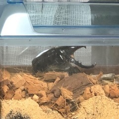 お取り引き決定】オオクワガタ久留米77mm、パラワンオオヒラタ