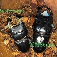 【お取り引き決定】オオクワガタ久留米77mm、パラワンオオヒラタ、タランドゥスなど お取り引き決定】オオクワガタ久留米77mm、パラワンオオヒラタ