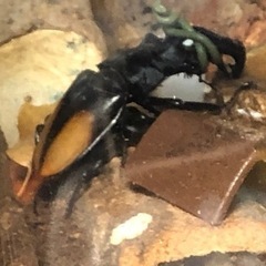 お取り引き決定】オオクワガタ久留米77mm、パラワンオオヒラタ