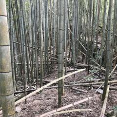 ②タダです。竹あげます。0円　飯塚市、筑豊地区。