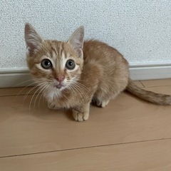 2ヶ月半ぐらいの子猫