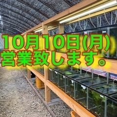 小美玉めだか　10月10日　営業致します。