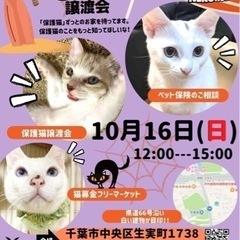 千葉市猫の譲渡会の画像