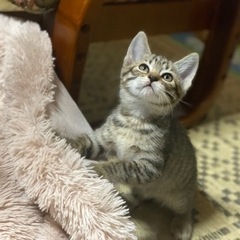 3匹里親募集 生後2ヶ月半🐱 2匹家族決まりました🌸の画像