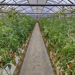 和気あいあいとした田吉の農園でミニトマトの収穫