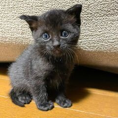 【里親様決定】生後1ヶ月の人懐こくて明るい子猫です(≡^.^≡)