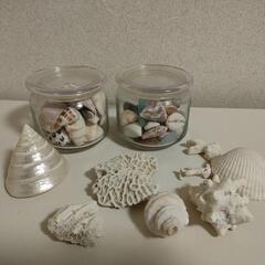 サンゴ、貝殻、シーグラス
