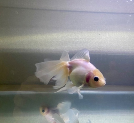 金魚　ローズテールオランダ　二歳　タイ産