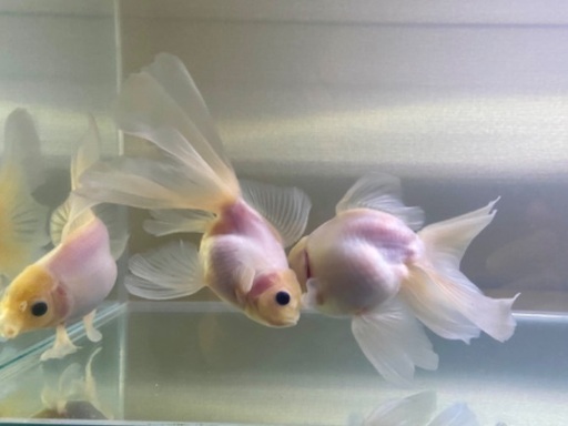 金魚　ローズテールオランダ　二歳　タイ産