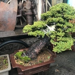 盆栽、アカエゾ松盆栽、一位盆栽、アカエゾ寄せ植え