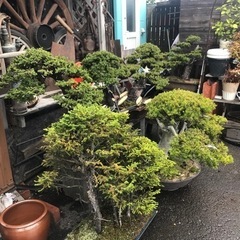 盆栽、アカエゾ松盆栽、一位盆栽、アカエゾ寄せ植え