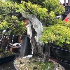 盆栽、アカエゾ松盆栽、一位盆栽、アカエゾ寄せ植え