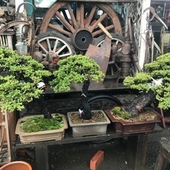 盆栽、アカエゾ松盆栽、一位盆栽、アカエゾ寄せ植え