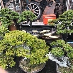 一位盆栽、盆栽、松盆栽、おんこ盆栽