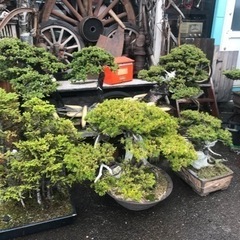 一位盆栽、盆栽、松盆栽、おんこ盆栽