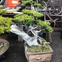 一位盆栽、盆栽、松盆栽、おんこ盆栽