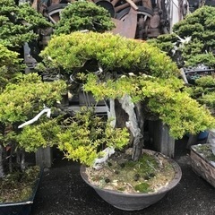 一位盆栽、盆栽、松盆栽、おんこ盆栽