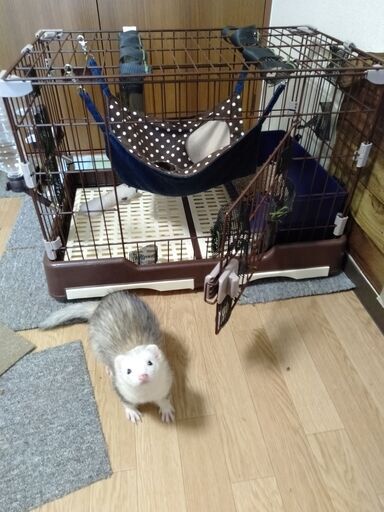小動物　ケージ＋ペットフェンス（高/白）×４＋ペットフェンス（低/茶）×１