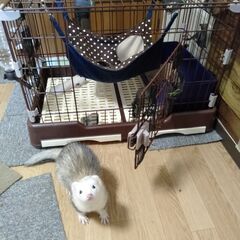 小動物　ケージ＋ペットフェンス（高/白）×４＋ペットフェンス（低/茶）×１