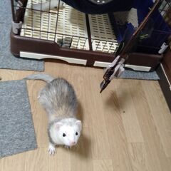 小動物 ケージ＋ペットフェンス（高/白）×4＋ペットフェンス（低/茶）×1