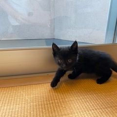 生後1ヶ月弱くらいの黒猫ちゃん
