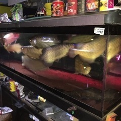 アクリル水槽、オーバーフロー水槽、大型水槽、240x 90x60