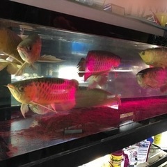 アクリル水槽、オーバーフロー水槽、大型水槽、240x 90x60