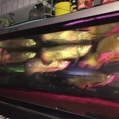 アクリル水槽、オーバーフロー水槽、大型水槽、240x 90x60