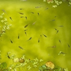MIXメダカ　幼魚20匹　水草　セット