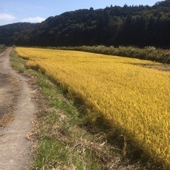 なつほのか(新品種) 低農薬栽培　玄米30kg