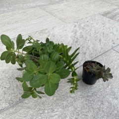 【受け渡し決定しました】セダム入りの多肉植物色々貰って下さい