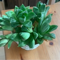 愛知県 名古屋市の多肉植物の中古が安い 激安で譲ります 無料であげます ジモティー