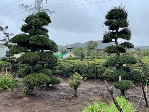 つげの木と松の木 門松にも