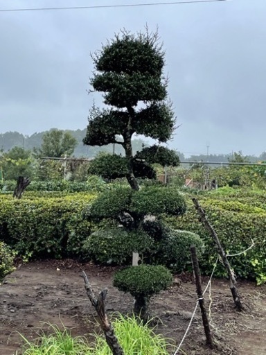 つげの木と松の木　門松にも