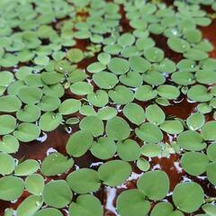 サルビニアククラータ　水草