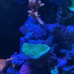 コモンサンゴ　海水　水槽　サンゴ　グリーン
