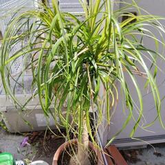 ポニーテール【観葉植物】