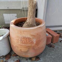 ポニーテール【観葉植物】