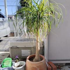 ポニーテール【観葉植物】