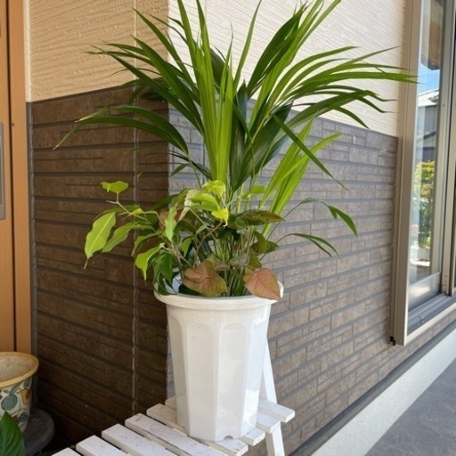 観葉植物　3種寄せ植え