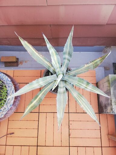 ◇値下げしました◇ アガベ リュウゼツラン 斑入り 鉢植え