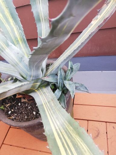 ◇値下げしました◇ アガベ リュウゼツラン 斑入り 鉢植え ロック
