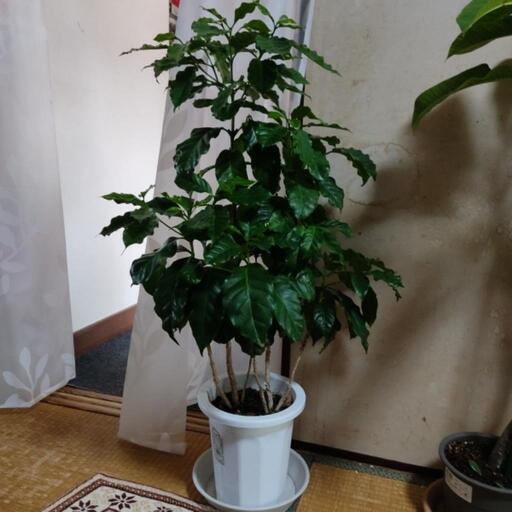 コーヒーの木